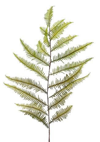 Fern Mountain Box of 24 - NDI