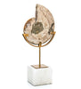 Standing Ammonite - John-Richard