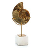 Standing Ammonite - John-Richard